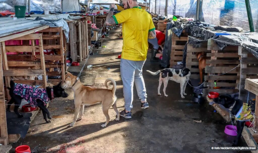 Abrigo em Canoas salvou 2,7 mil pets e depende de doações para projeto