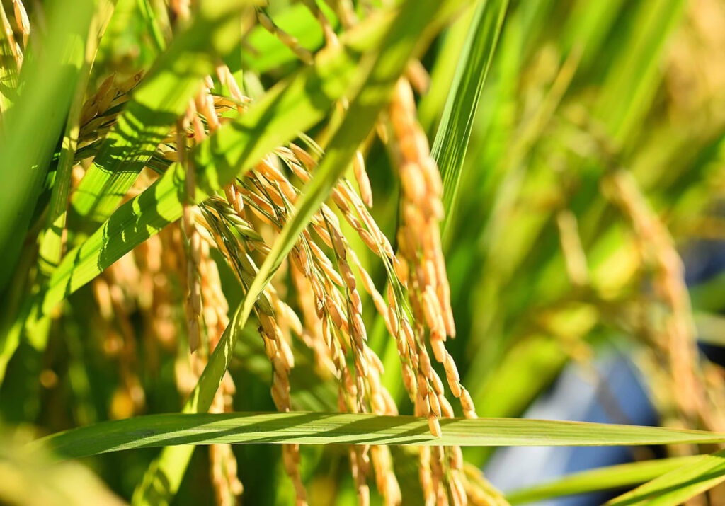 “Abastecimento de arroz está garantido”, anuncia Federarroz
