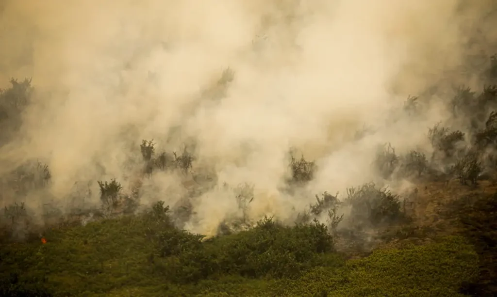 Em 30 dias, Pantanal teve 411 mil hectares queimados