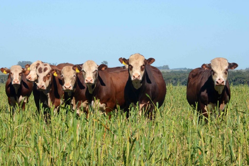 Expointer 2024 registra aumento de 69% na participação de animais rústicos