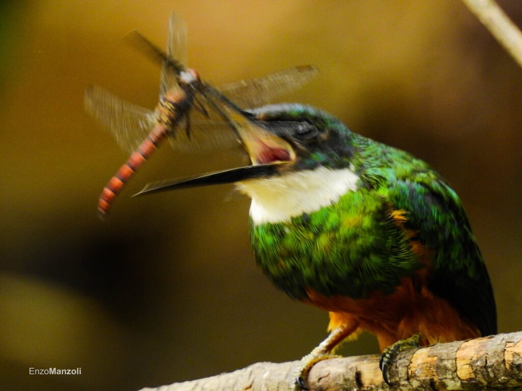 Cobertura florestal e tipo de ambiente moldam diversidade funcional de aves insetívoras na Mata Atlântica