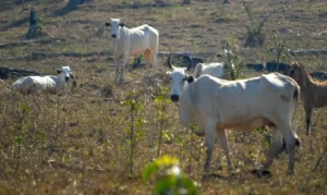 Importância dos Projetos de Lei de Combate ao Crime no Setor Agropecuário