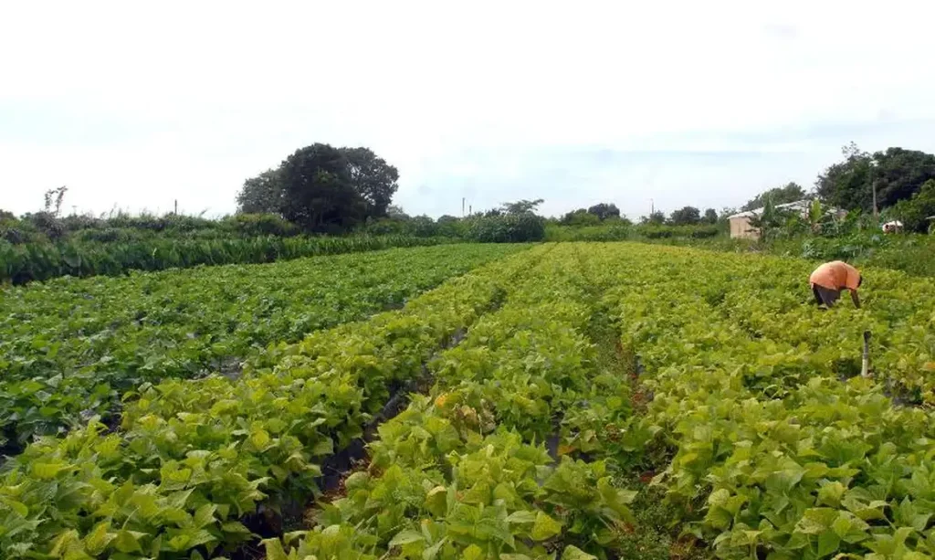 31º Seminário dos Secretários Municipais de Agricultura será realizado em novembro