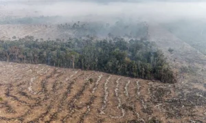 Fundo da Amazônia terá contribuição de R$ 91 milhões da Irlanda